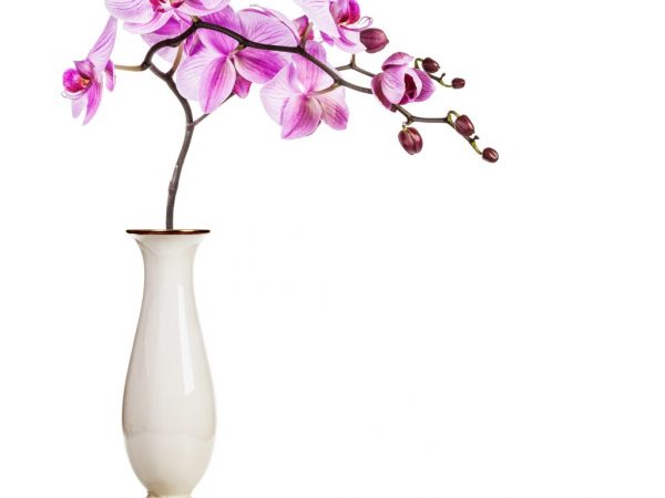 Уход за орхидеей в вазе и колбе