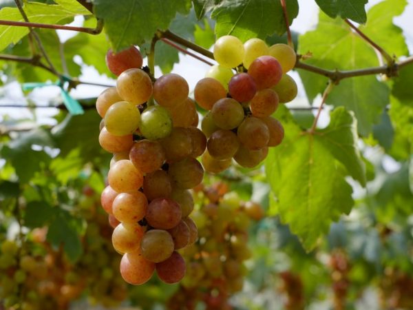 Характеристика винограда Парижанка