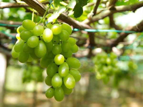Описание винограда Первозванный