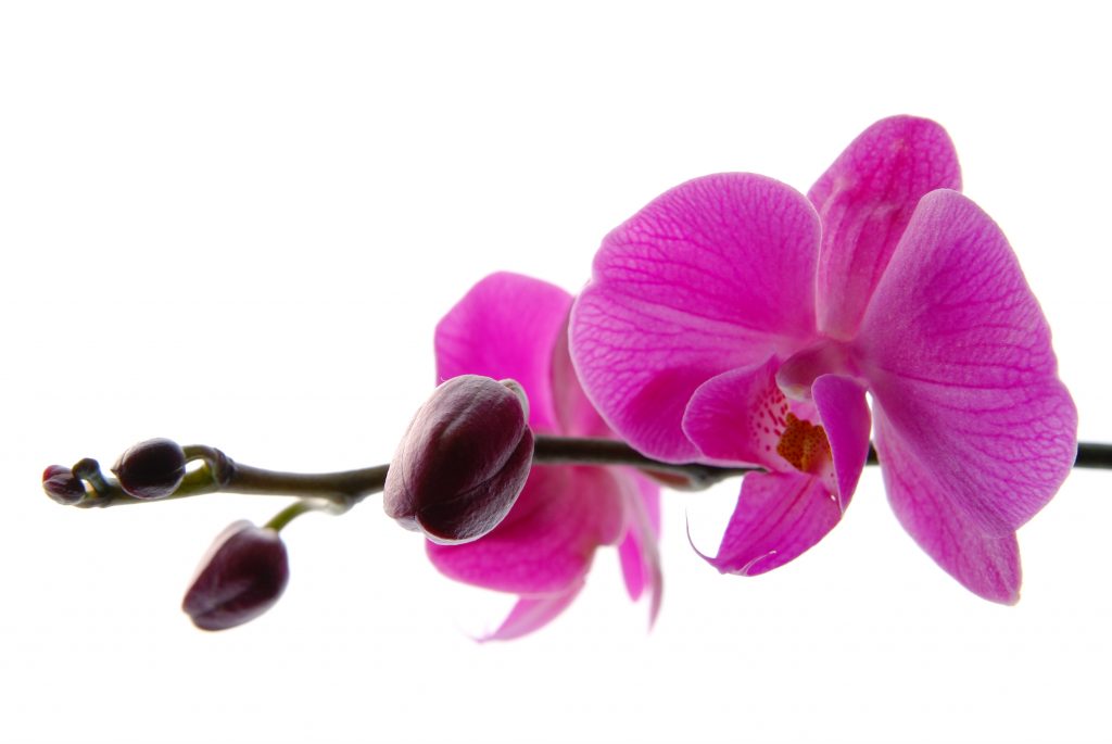 Возможные причины опадания бутонов у орхидеи