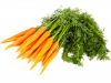 Причины пожелтения и засыхания ботвы моркови