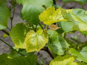 Причины пожелтения листьев у винограда
