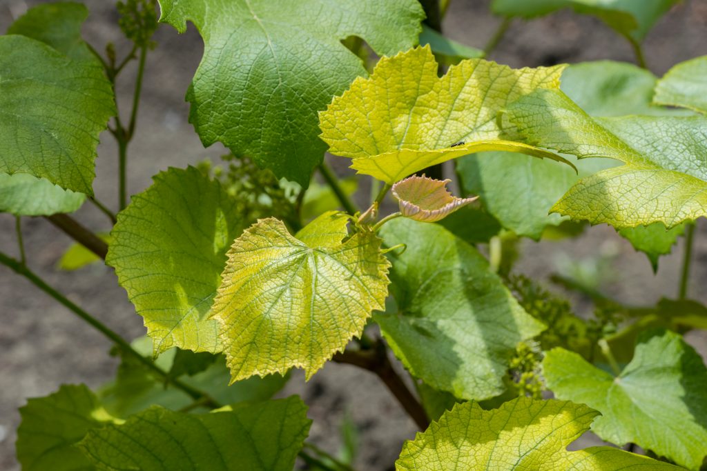 Почему листья винограда. Хлороз винограда. Инфекционный хлороз винограда. Хлороз листьев винограда. Межжилковый хлороз виноград.