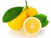 Польза и вред лимона при беременности