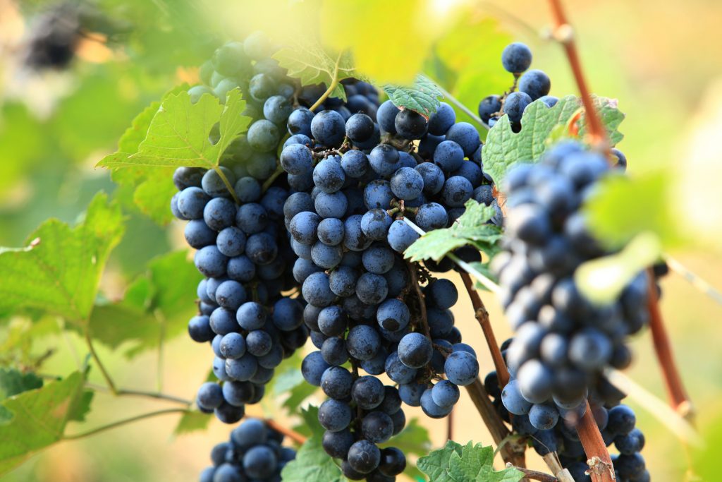 Сорт винограда иринка фото и описание