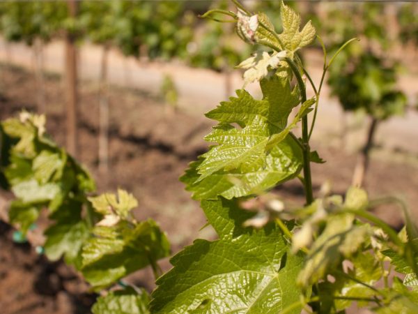 Способы размножения винограда отводками