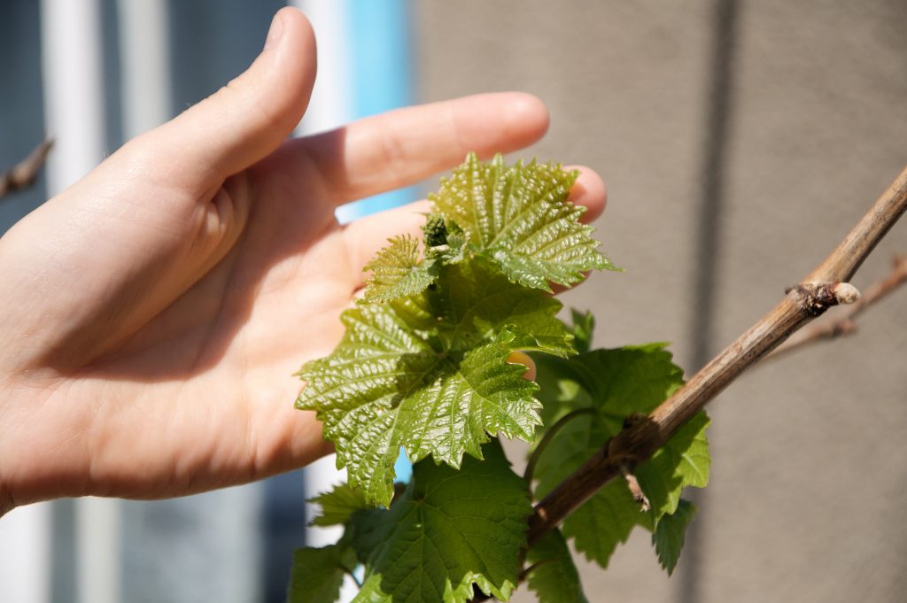 Как размножить виноград в домашних условиях