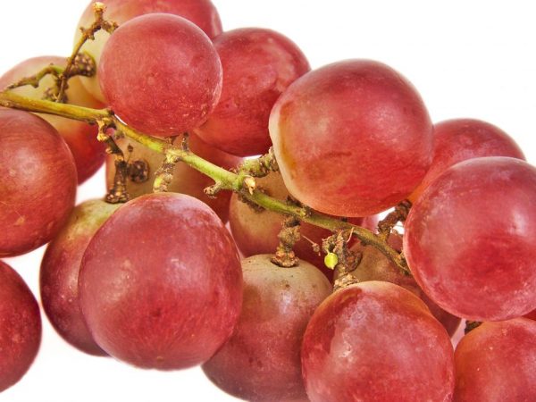 Характеристика винограда сорта Ред Глоуб