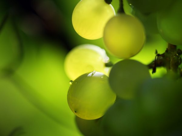 Выращивание винограда Ритон
