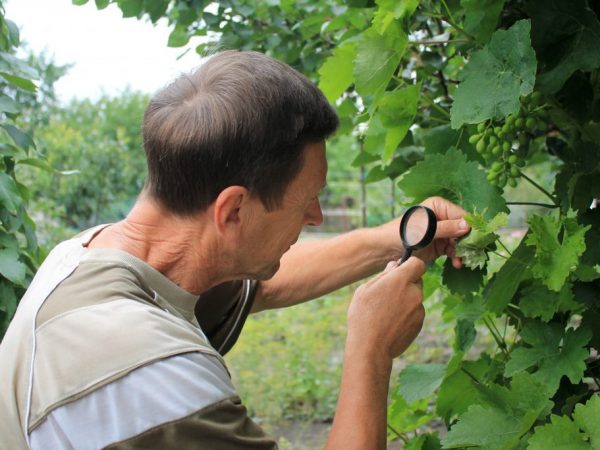 Борьба со щитовкой на винограде