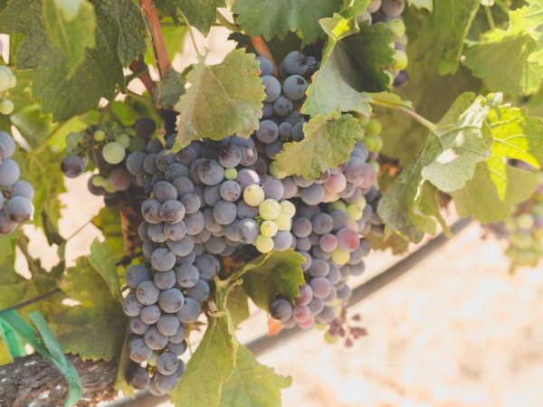 Выращивание винограда Сиреневый Туман