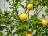 Причины скручивания листьев лимона