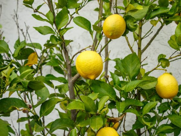 У домашнего лимона скручиваются листья