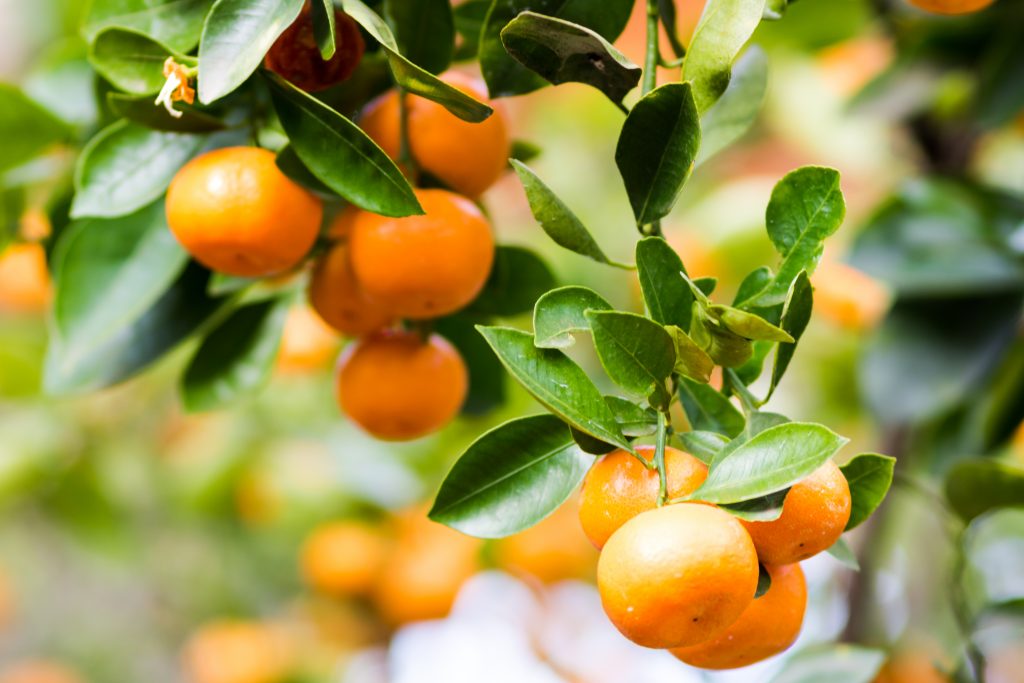 Гибрид мандарина и апельсина название виды