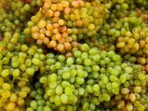 Описание сортов винограда Кишмиш