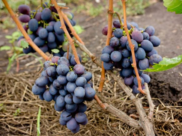 Описание винограда сорта Сувенир