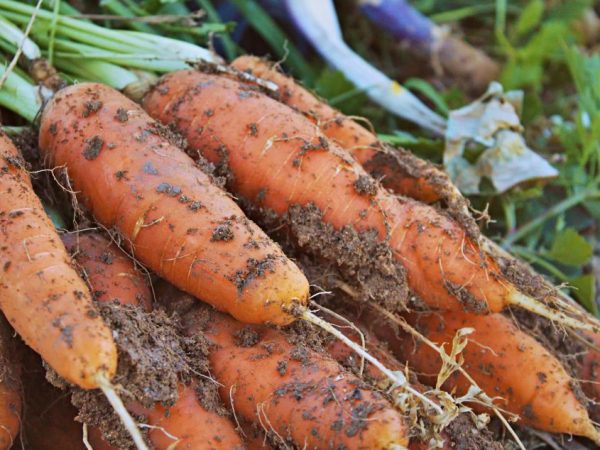 Только используя удобрения вырастает хорошая морковь