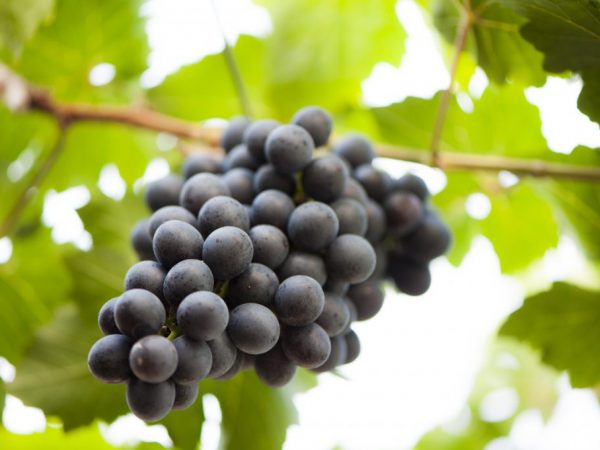 Условия содержания винограда осенью