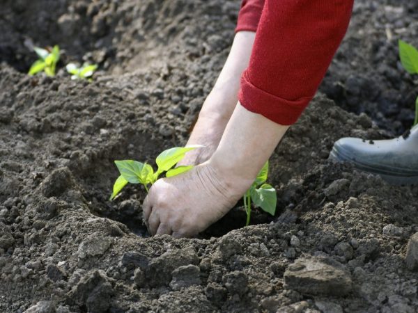 Рассаду следует высаживать в прогретую почву