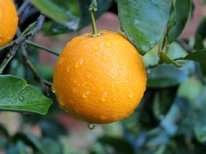 Описание апельсина Вашингтон Навел