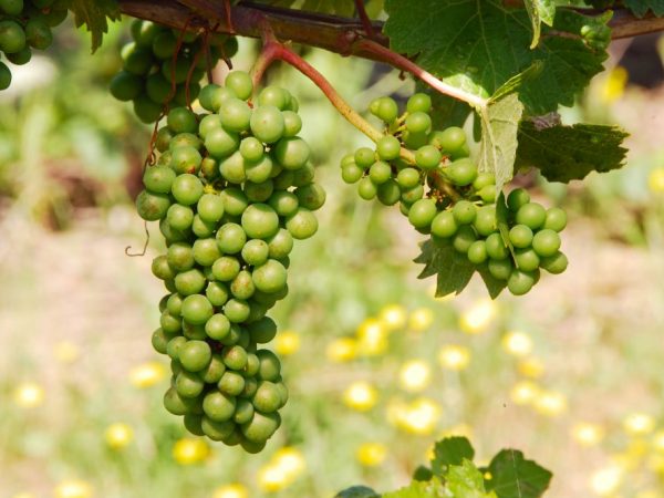 Краснодарский край отлично подходит для выращивания винограда