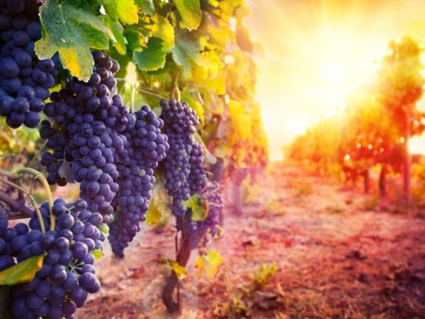 Мировые виноградники и виноделие