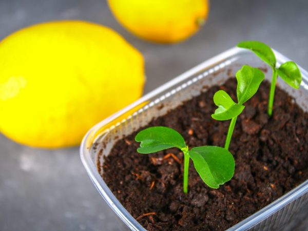 гидропоник выращивание конопли в домашних условиях