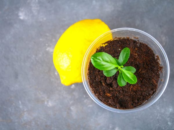 Правила посадки и выращивания лимонного дерева дома