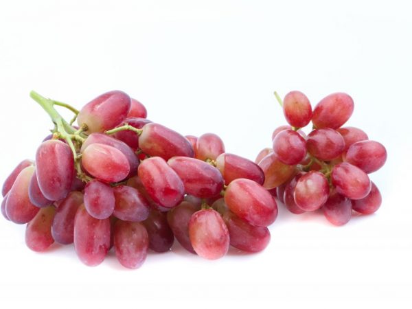 Описание винограда Ягуар