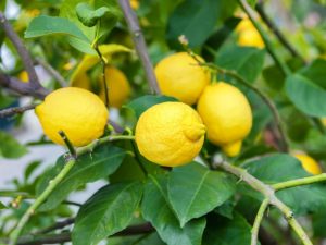 Выращивание лимона Юбилейный
