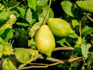 Причины пожелтения листвы лимона