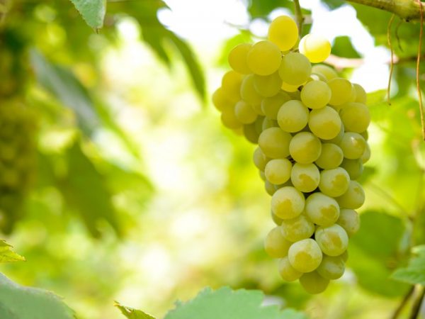 Описание сорта винограда Бианка