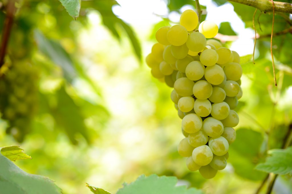 Виноград бианка: описание сорта