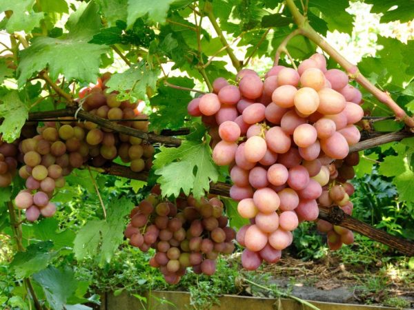 Выращивание винограда Богема