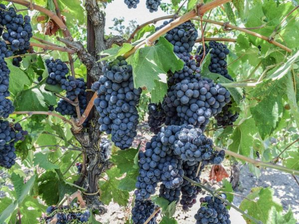 Выращивание винограда Черный жемчуг