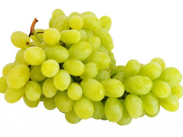 Характеристика винограда сорта Магарача Цитронный