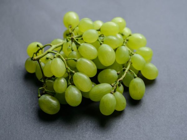 Выращивание винограда Дарья