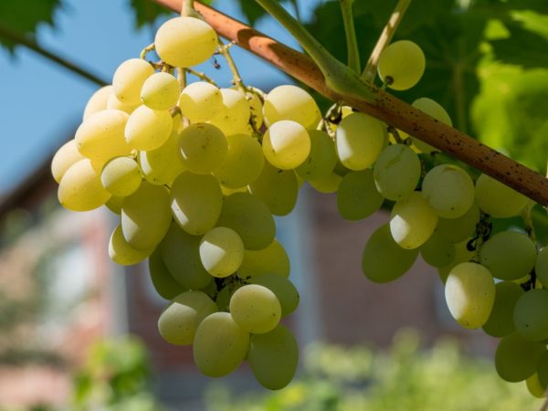 Выращивание винограда Элегант