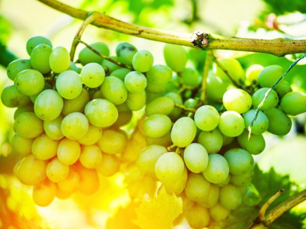 Характеристика сорта винограда Феномен