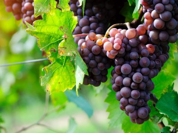 Характеристика сорта винограда Гарнача