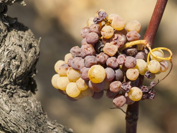 Как вылечить виноград от плесени thumbnail