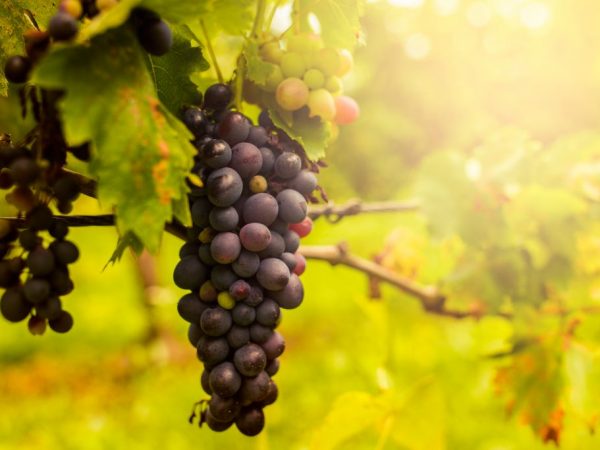 Сорт винограда Каталония