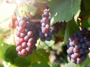 Выращивание Кинельского винограда