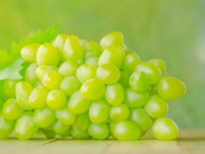 Описание сорта винограда Краса Дона