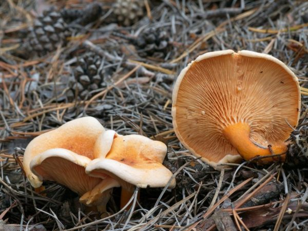 Отличия лисички обыкновенной от ложного гриба