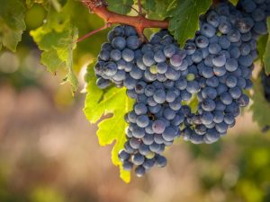 Выращивание винограда Мариновский