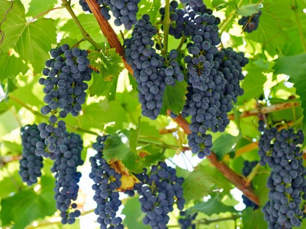 Характеристика винограда сорта Маркетт