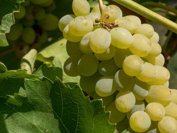 Особенности винограда сорта Настя