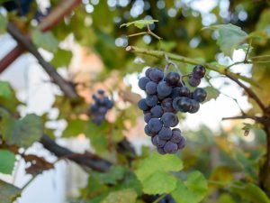 Выращивание винограда Неретинский