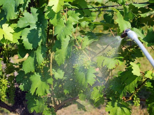 Обработка винограда от заболеваний и вредителей